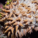 Pineapple Sea Cucumber