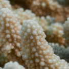 Acropora coral