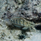 Banded Goby