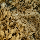 Pavona coral