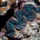 Fluted Giant Clam