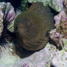 Giant Moray