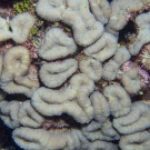 Lobophyllia coral