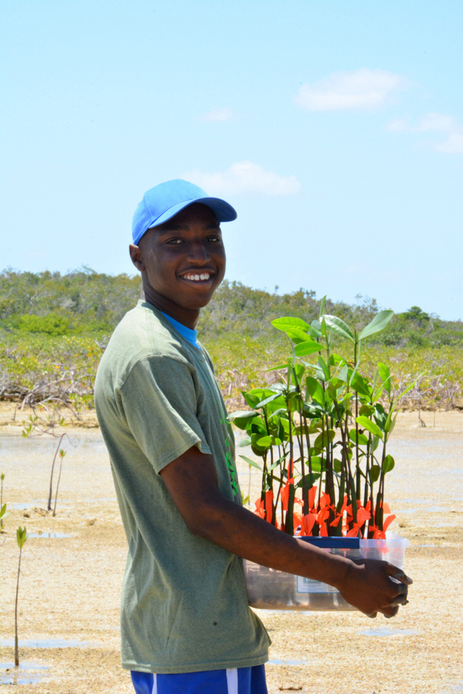 Before planting the mangrove propagules, student must wade out into the mangrove mud. This Abaco Central High School student generously carries the mangrove seedlings to their new home.