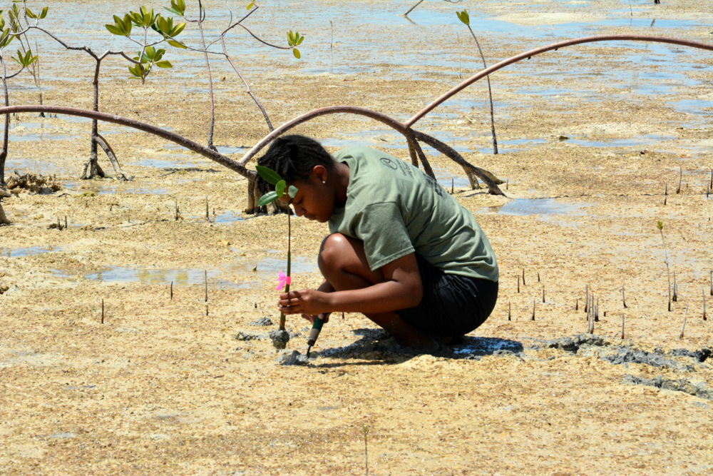 Student from Abaco Central High School plants a mangrove propagule.
