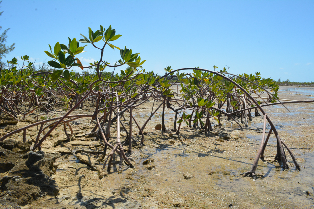 Red mangrove trees dominate the area around Camp Abaco where students participating in the B.A.M. program will plant their red mangrove seedlings.
