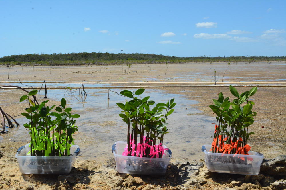 The red mangrove propagules are all tagged with different colored tape, which represents the various types of media that they grew in: mangrove mud, pebbles, and sand.