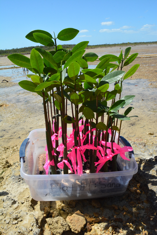 The red mangrove progagules were well cared for by the students. They grew nice and tall over the past 7 months.