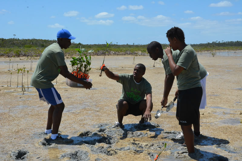 Abaco Central High School students prepare to plant their first mangrove seedling.
