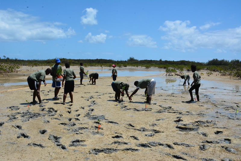 Abaco Central High School students spread out so that they give their mangrove seedlings a large area to grow.