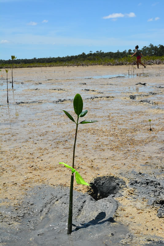 One of 135 red mangrove propagules that the students planted in the mangrove swamp during the B.A.M. program.