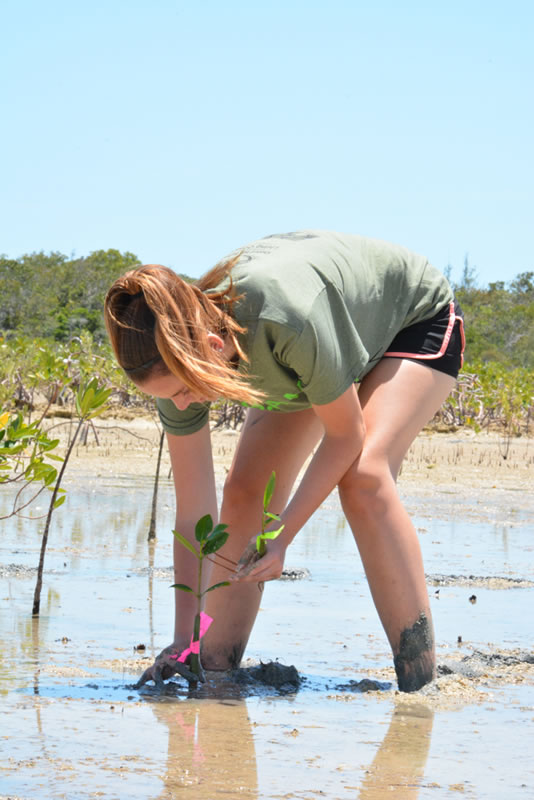 Forest Heights Academy student readjusts the position of her mangrove seedling in the mud, so that the lenticels that allow for gas exchange are exposed to the air.