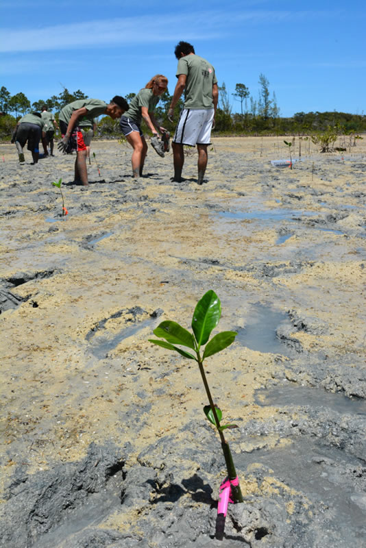 Forest Heights Academy Biology teacher, Lindsey Borsz helps students plant mangrove trees.