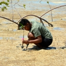 Student from Abaco Central High School plants a mangrove propagule.