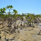 Red mangrove trees dominate the area around Camp Abaco where students participating in the B.A.M. program will plant their red mangrove seedlings.