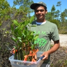 FRIENDS of the Environment intern, Christian McIntosh helps to tag each of the mangrove propagules with orange so that we can monitor their growth and health.