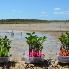 The red mangrove propagules are all tagged with different colored tape, which represents the various types of media that they grew in: mangrove mud, pebbles, and sand.