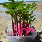 The red mangrove progagules were well cared for by the students. They grew nice and tall over the past 7 months.