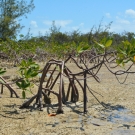 Red mangrove trees, like the seedlings the students have been growing, are often referred to as "walking trees" because of their large propped roots.