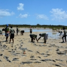 Abaco Central High School students spread out so that they give their mangrove seedlings a large area to grow.