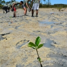 Forest Heights Academy Biology teacher, Lindsey Borsz helps students plant mangrove trees.