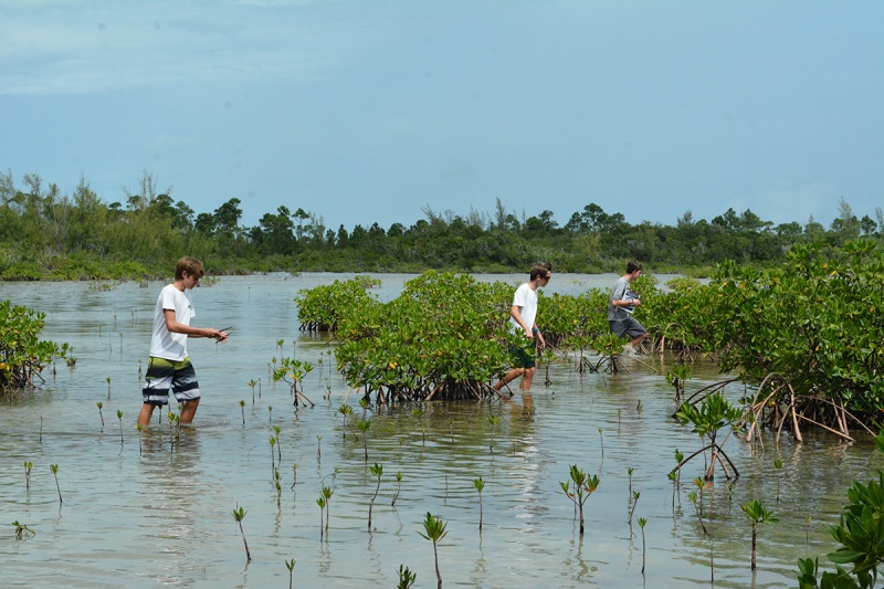 Forest Heights Academy students collect red mangrove propagules at Camp Abaco.