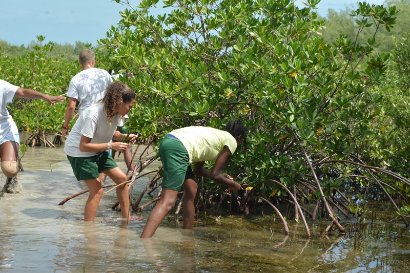 Biology students look for healthy red mangrove propagule.