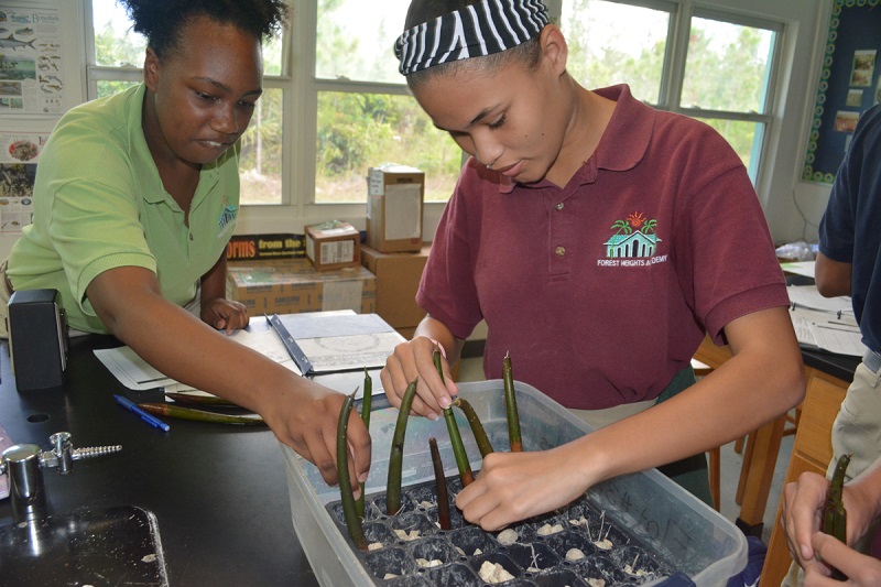 Students at Forest Heights Academy plant their mangrove propagules in the plat flat filled with pebbles.