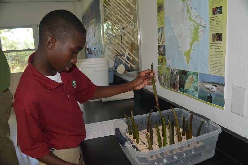 Biology student at Forest Heights Academy has measured his propagule and he is now going to plant it in the flat filled with sand.