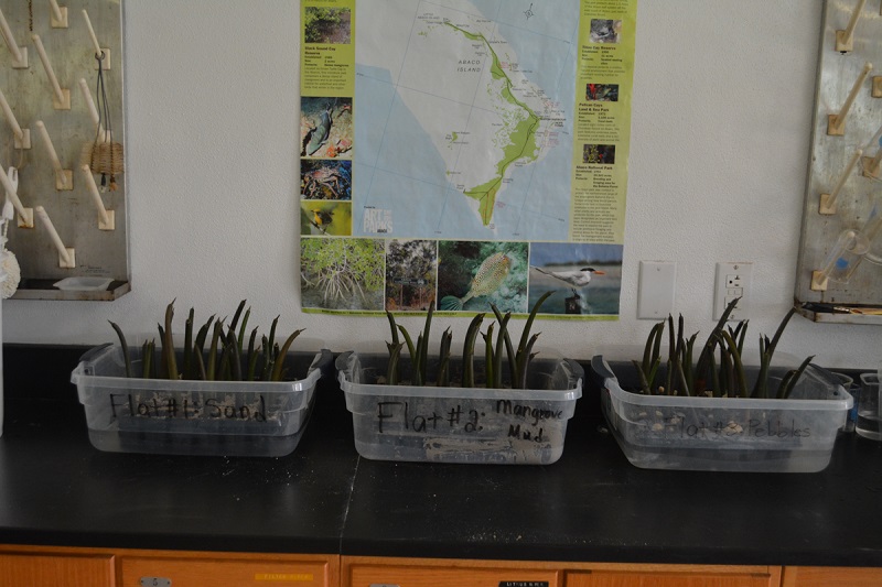 Experiment - Students will grow these mangrove seedlings over the next month to determine which type of media do the mangrove seedlings grow best in.
