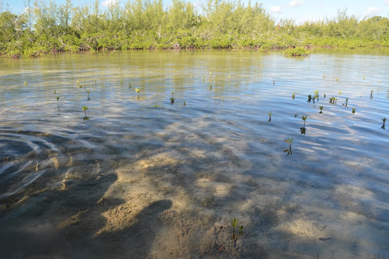 High tide in the mangroves at Camp Abaco.