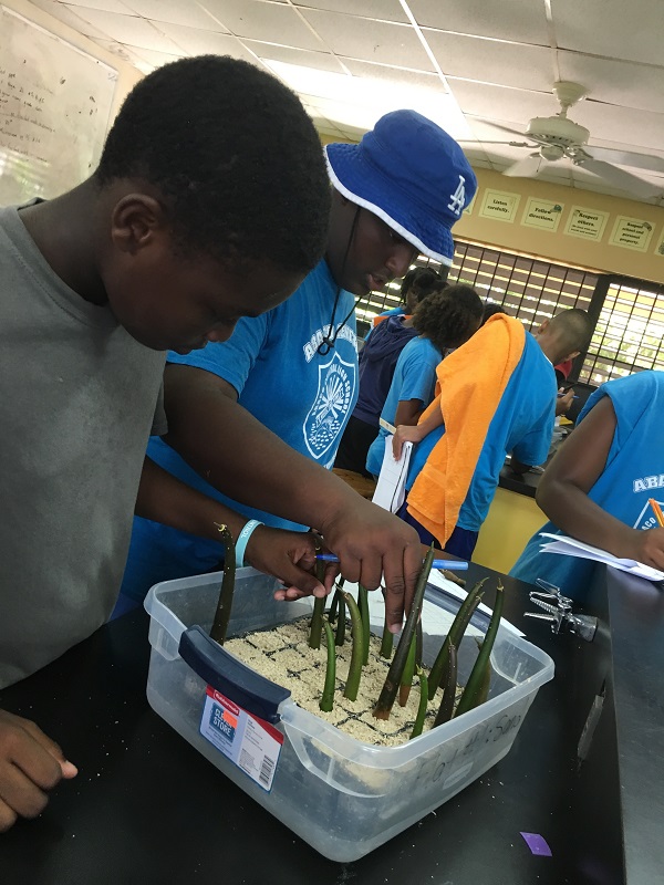 Students at Abaco Central High School hypothesized the media that their seedlings will grow best in: mangrove mud, pebbles, or sand.