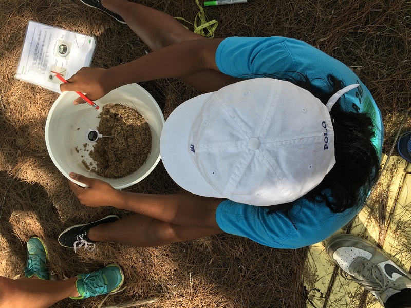 Forest Heights Academy student measures the temperature of the soil in her mangrove plot.