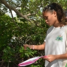 Forest Heights Academy Biology student identifies a red mangrove tree by its leaf.