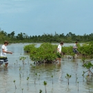 Forest Heights Academy students collect red mangrove propagules at Camp Abaco.