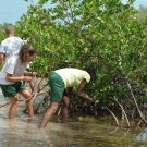 Biology students look for healthy red mangrove propagule.