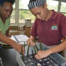 Students at Forest Heights Academy plant their mangrove propagules in the plat flat filled with pebbles.