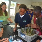 I wonder which type of media the students' mangrove seedlings will grow best in: mangrove mud, sand, or pebbles?