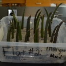 Ready to Grow - Mangrove seedlings in mangrove mud