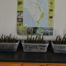 Experiment - Students will grow these mangrove seedlings over the next month to determine which type of media do the mangrove seedlings grow best in.