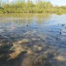 High tide in the mangroves at Camp Abaco.