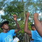 Abaco Central High School students looking at the salt glands on a white mangrove leaf.