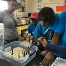 Abaco Central High School students plant their mangrove seedlings in a flat filled with sand. They too will grow their seedlings in the classroom over the next eight months.