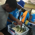 Students at Abaco Central High School hypothesized the media that their seedlings will grow best in: mangrove mud, pebbles, or sand.