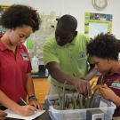 9.	Students record the size of the mangrove propagules and the sediment type they are planted in.