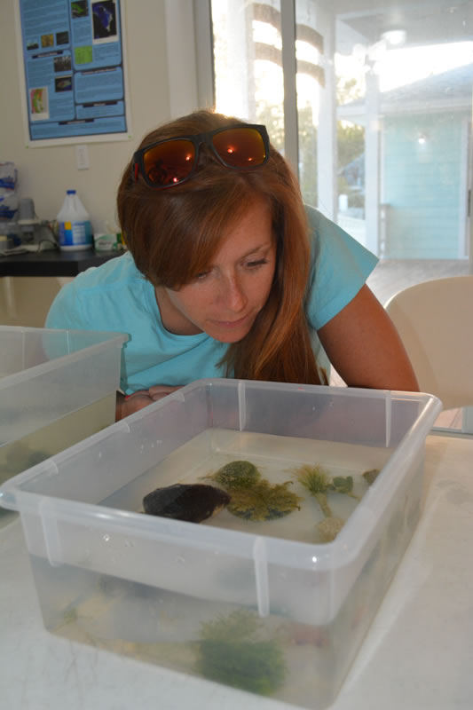 Lindsey Borsz, science teacher at Forest Heights Academy, takes a closer look at the upside-down jellyfish, an animal found in the mangrove ecosystem. These jellyfish have symbiotic algae that live in their tentacles. They point their tentacles towards the sun, so the algae can photosynthesize, producing nutrients for the jellyfish.