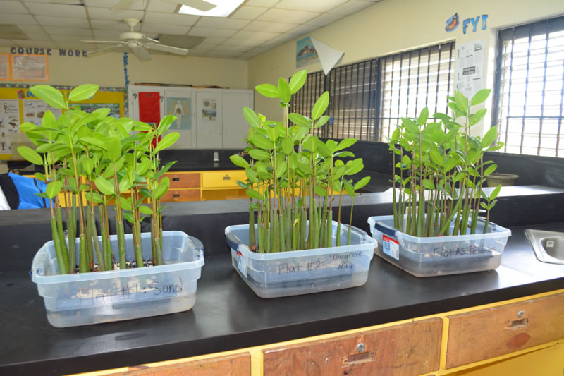 The red mangrove seedlings that the students planted in September here at Abaco Central High School are growing tall. The question is, "Which ones will grow the fastest? The seedlings planted in mangrove mud, sand, or pebbles?"