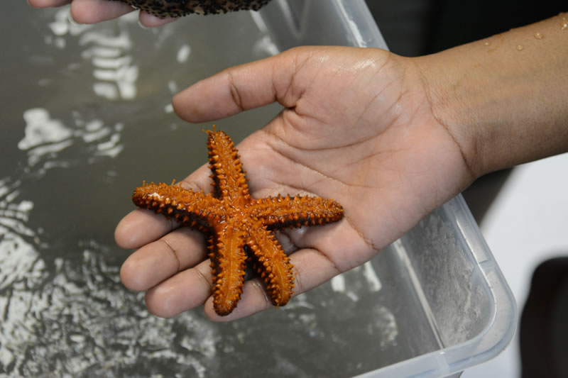 Here is a close-up view of the sea star's tube feet. The sea star is being held upside down.