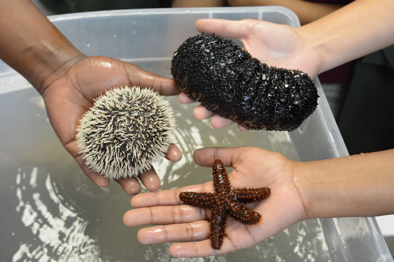 Students at Forest Heights Academy hold a sea urchin, sea star, and sea cucumber, which they learned are animals that are in the Phylum Echinodermata.