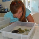 Lindsey Borsz, science teacher at Forest Heights Academy, takes a closer look at the upside-down jellyfish, an animal found in the mangrove ecosystem. These jellyfish have symbiotic algae that live in their tentacles. They point their tentacles towards the sun, so the algae can photosynthesize, producing nutrients for the jellyfish.